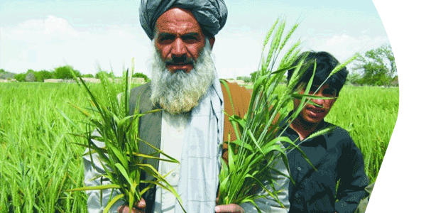Image of a Middle Eastern man and son standing by crops